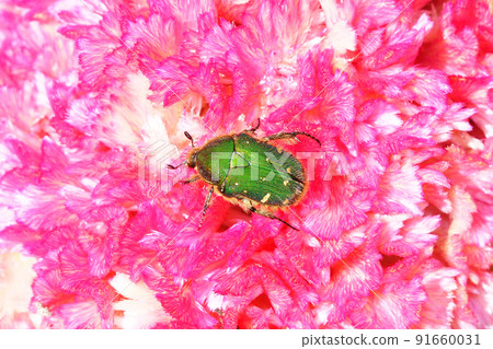 Gametis jucunda 棲息在雞冠花上 Gametis jucunda 棲息在雞冠花上 91660031