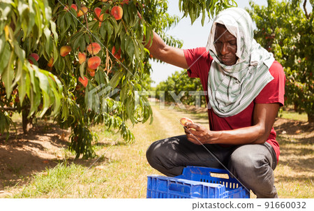Afro male worker gathering peaches 91660032