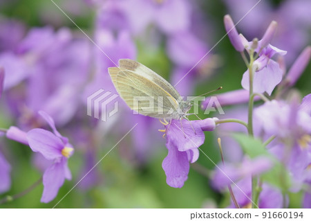 Purple flower and Colias erate Purple flower and Colias erate 91660194