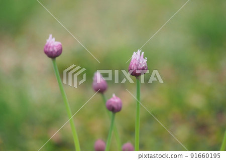 韭菜芽 韭菜芽 91660195