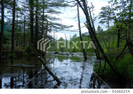 Kamikochi pond on a rainy day Kamikochi pond on a rainy day 91660254