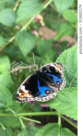 Aoi Tate Harimodoki Aoi Tate Harimodoki 91660374