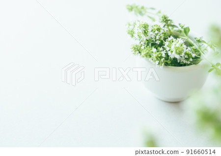 Herb natural plant background material Herb natural plant background material 91660514