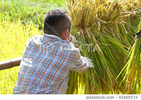 Rice racking work 91660535