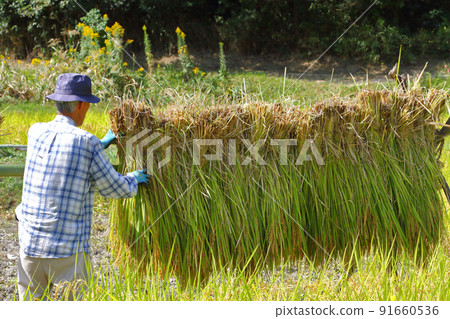 Rice racking work 91660536