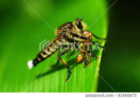 Prey of Shioyab 91660673