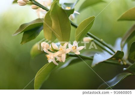 Kumquat flowers Kumquat flowers 91660805