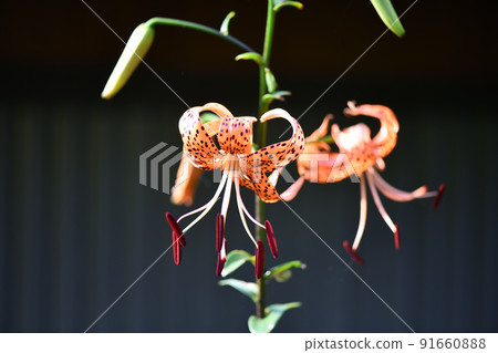 Tiger lily bathing in the morning sun 91660888