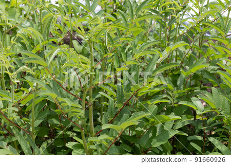 Sanguisorba officinalis (Sanguisorba officinalis) Scientific name: Snguisorba officinalis Sanguisorba officinalis (Sanguisorba officinalis) Scientific name: Snguisorba officinalis 91660926