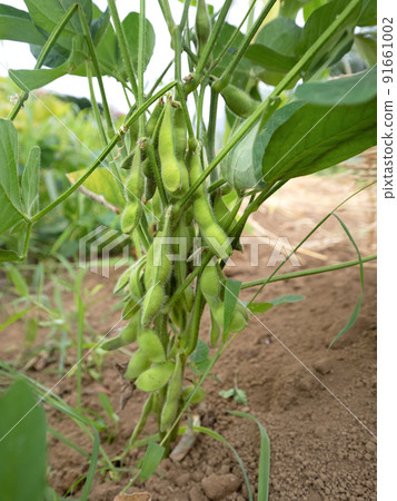 毛豆領域 91661002