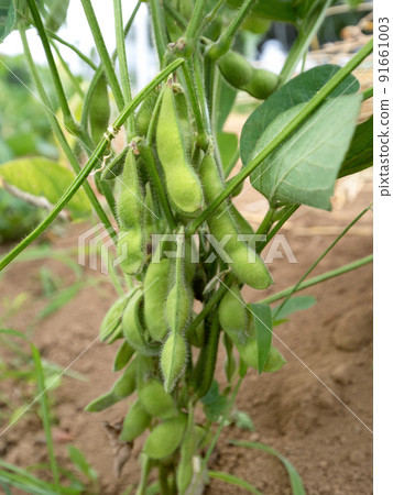 Edamame field 91661003