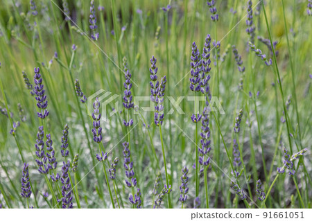 Lavender Lavandula Grosso taken in Tokyo in June 91661051
