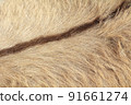 Donkey coat 91661274