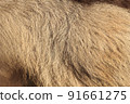 Donkey coat 91661275