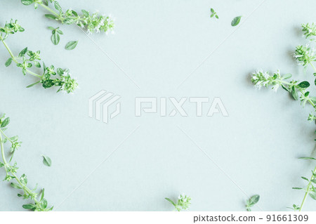 Herb natural plant background material 91661309