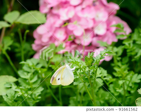 Laying eggs of Montsura butterfly 91661562
