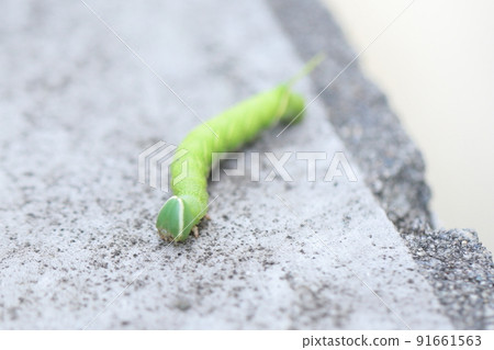 Larvae of the cuttlefish 91661563