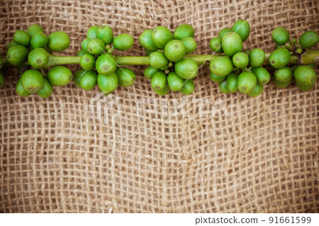 Fresh coffee beans on canvas texture background Fresh coffee beans on canvas texture background 91661599