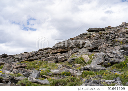 Marmot Rocky Mountain National Park 91661609