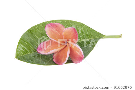 Frangipani fiower  on a white background 91662970