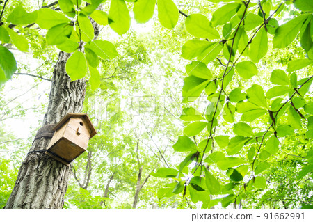 Birdhouse in the fresh green 91662991