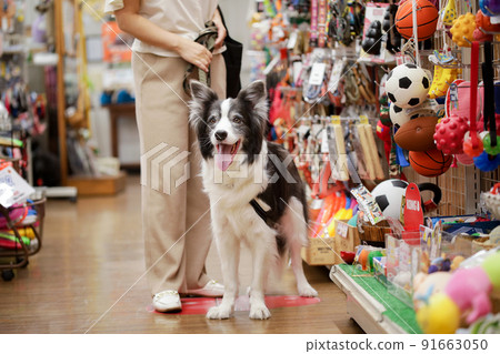 Border Collie of owners and their dogs shopping at pet stores 91663050