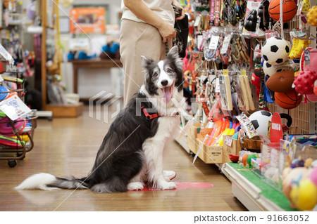 主人和他們的狗在寵物店購物的邊境牧羊犬 91663052