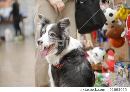主人和他們的狗在寵物店購物的邊境牧羊犬 主人和他們的狗在寵物店購物的邊境牧羊犬 91663053