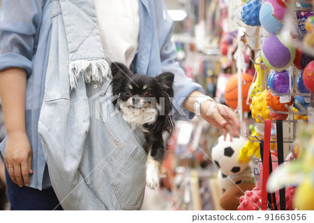 Owners shopping at pet stores and their pet dog's long coat Chihuahua 91663056