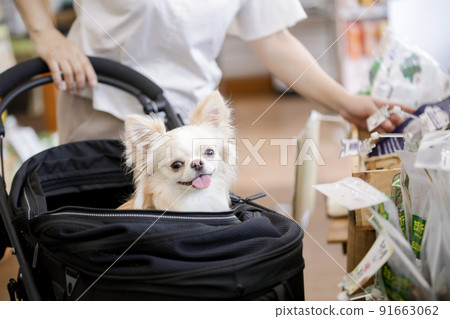The owner shopping at a pet shop and his pet dog's long coat Chihuahua in a pet cart The owner shopping at a pet shop and his pet dog's long coat Chihuahua in a pet cart 91663062