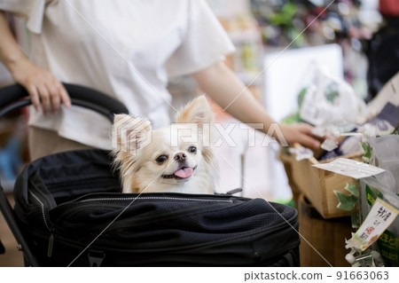 The owner shopping at a pet shop and his pet dog's long coat Chihuahua in a pet cart The owner shopping at a pet shop and his pet dog's long coat Chihuahua in a pet cart 91663063