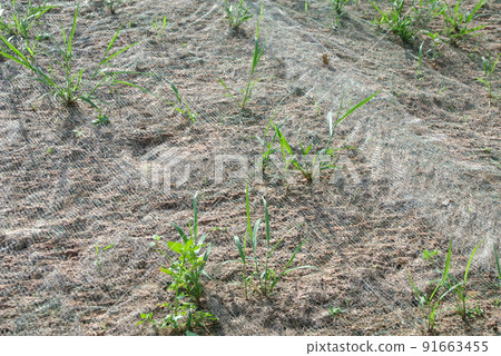Permanent slope protection with grass using the hydroseed method. The grass is used to stabilize the slope structure and prevent slope erosion. Effective and less maintenance.  91663455