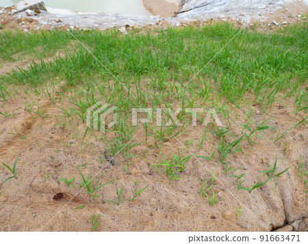 Permanent slope protection with grass using the hydroseed method. The grass is used to stabilize the slope structure and prevent slope erosion. Effective and less maintenance.  91663471