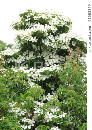 盛開的常盤山星(Tokiwayamaboshi) 91663529