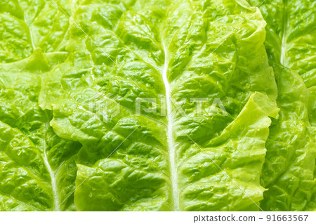 最多生菜（經常通過滾動烤肉吃的蔬菜）。 91663567