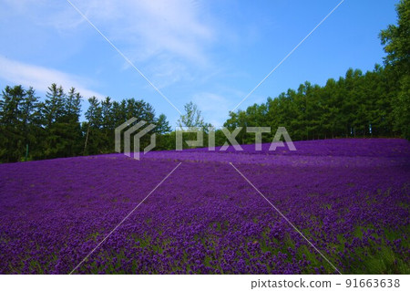 富良野的薰衣草田 富良野的薰衣草田 91663638