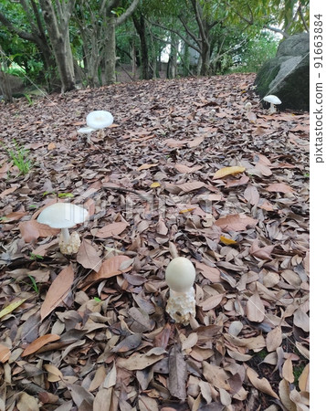 Large white and flat mushroom colony Large white and flat mushroom colony 91663884