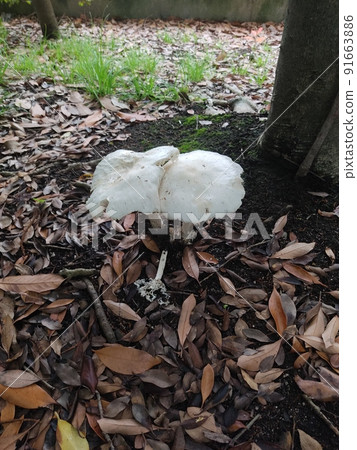 大型白色扁平蘑菇菌落 大型白色扁平蘑菇菌落 91663886