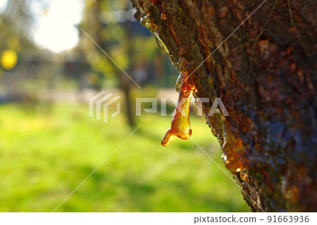 Sap or resin oozing from an injured tree branch Sap or resin oozing from an injured tree branch 91663936