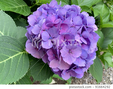 單株繡球花【愛知縣岡崎市】 91664292