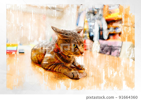 Cat Cat Cat Kijitora White Gray Kitten Female Female Female Cat Female Cat Female Cat Cheerful Cute Healing Cat Cat Cat Kijitora White Gray Kitten Female Female Female Cat Female Cat Female Cat Cheerful Cute Healing 91664360