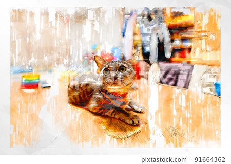 貓貓貓Kijitora白色灰色小貓女女女貓女貓女貓開朗可愛治愈 貓貓貓Kijitora白色灰色小貓女女女貓女貓女貓開朗可愛治愈 91664362