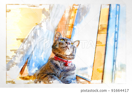 貓貓貓Kijitora白色灰色小貓女女女貓女貓女貓開朗可愛治愈 91664417