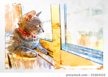 Cat Cat Cat Kijitora White Gray Kitten Female Female Female Cat Female Cat Female Cat Cheerful Cute Healing 91664420