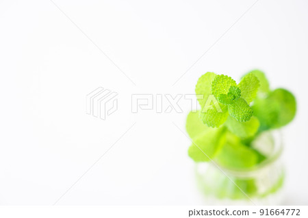 Mintha leaves in a glass 91664772