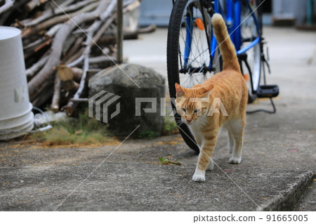 strong, homeless, stray, street, unhappy, angry, stare, walk, adorable, animal, beautiful, bike, brown, cat, cute, domestic, feline, fur, furry, ginger, ginger cat, kitten, kitty, lifestyle, mammal, o strong, homeless, stray, street, unhappy, angry, stare, walk, adorable, animal, beautiful, bike, brown, cat, cute, domestic, feline, fur, furry, ginger, ginger cat, kitten, kitty, lifestyle, mammal, o 91665005