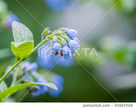 Beautiful blue flowers of Symphytum caucasicum, also known as Caucasian comfrey, blooming in spring park Beautiful blue flowers of Symphytum caucasicum, also known as Caucasian comfrey, blooming in spring park 91665508