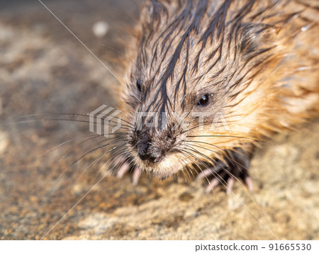 Portrait of a muskrat, ondatra zibethicus, rodent found in wetlands Portrait of a muskrat, ondatra zibethicus, rodent found in wetlands 91665530