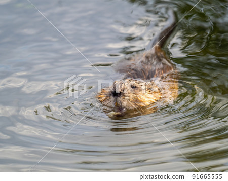 Muskrat, Ondatra zibethicuseats swiming at the surface of the lake water. Muskrat, Ondatra zibethicuseats swiming at the surface of the lake water. 91665555