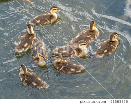 Cute little duckling swimming alone in a lake or river with calm water 91665556